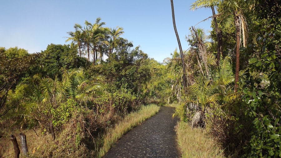 Venture into the Unique Rainforest