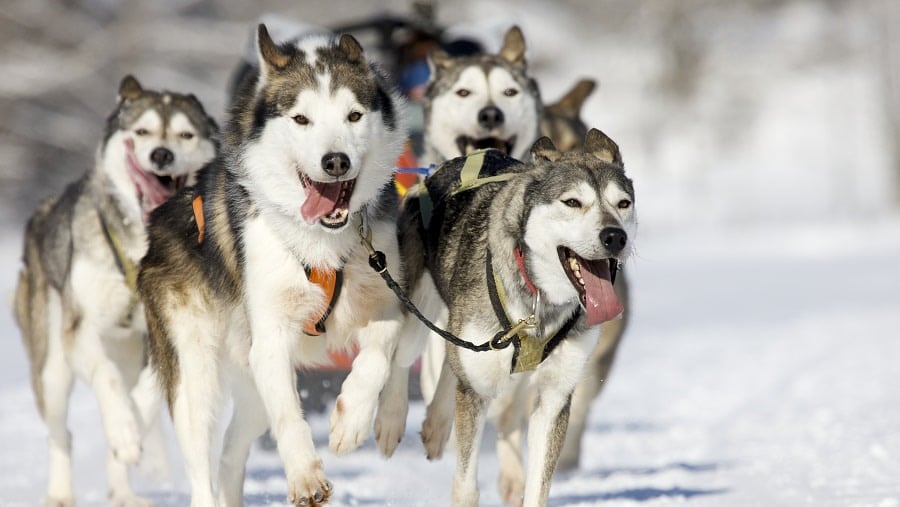 Learn more about the training of these beautiful creatures in Finland