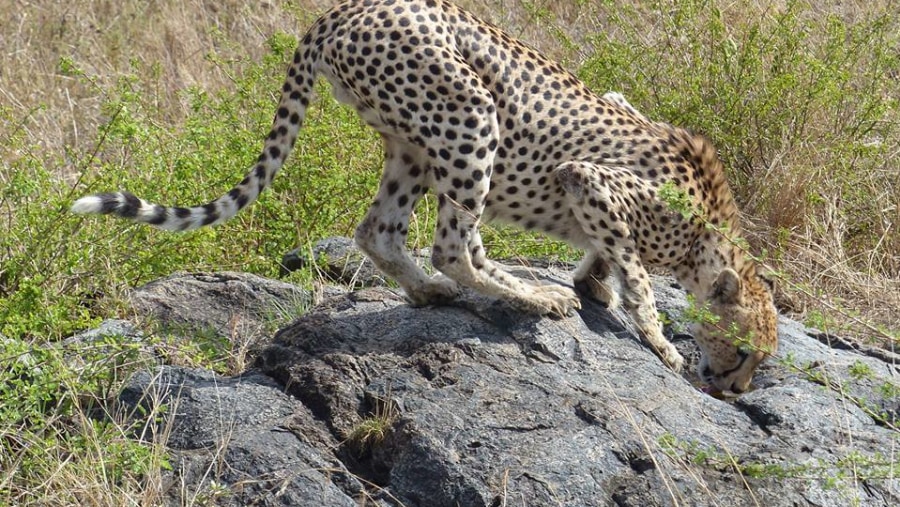 Spot animals like the Cheetah in the Serengeti National Park in Tanzania
