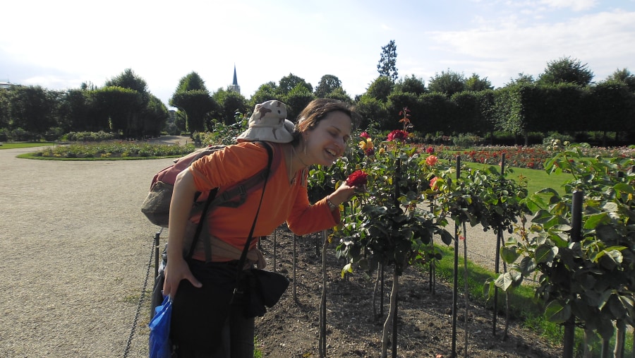 Rose Garden in Schonbrunn