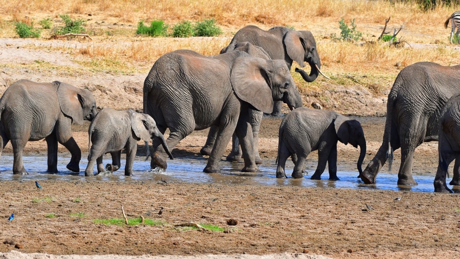 herd of elephants