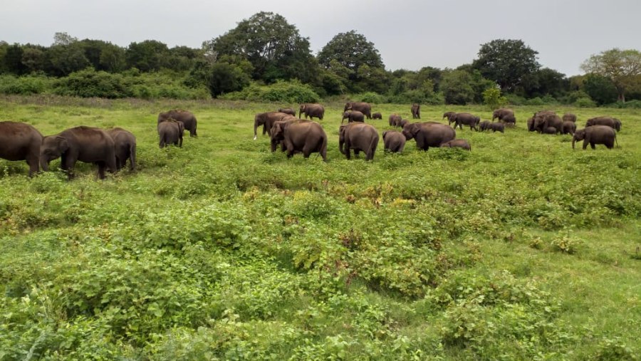 Minneriya Safari