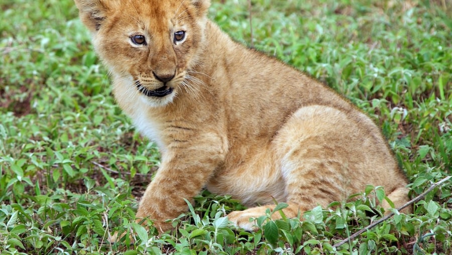 Lion cub at Tarangire National Park