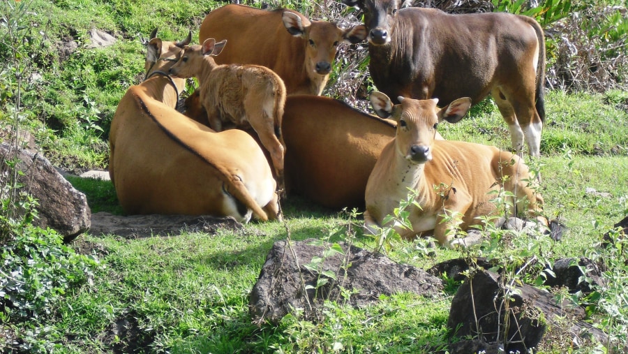 Caws at Mutu Lo'o