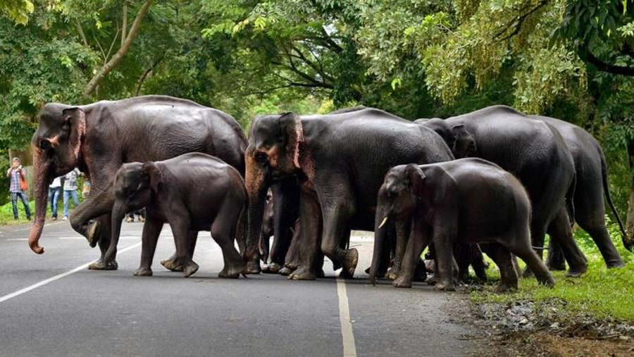 Elephants crossing the road in Assam