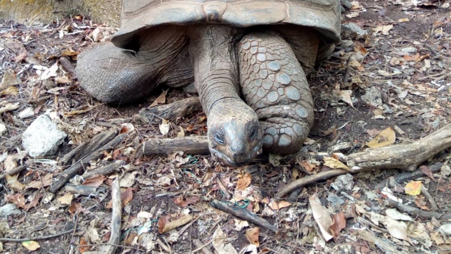 See giant tortoises