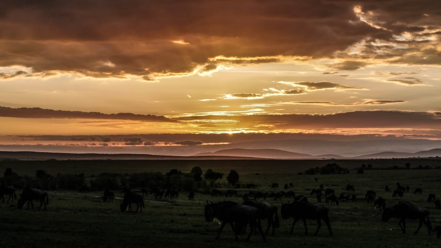 Maasai Mara National Park, Kenya