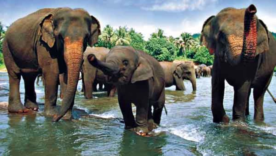 Elephants in Sri Lanka