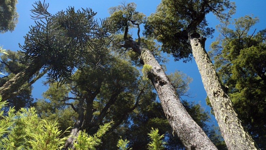 See gigantic Coigüe trees