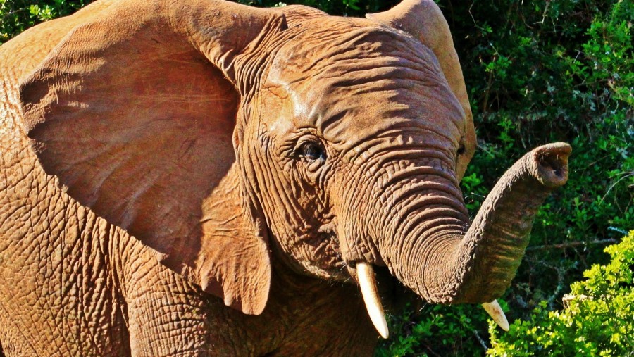 Elephants at sight in Masai Mara