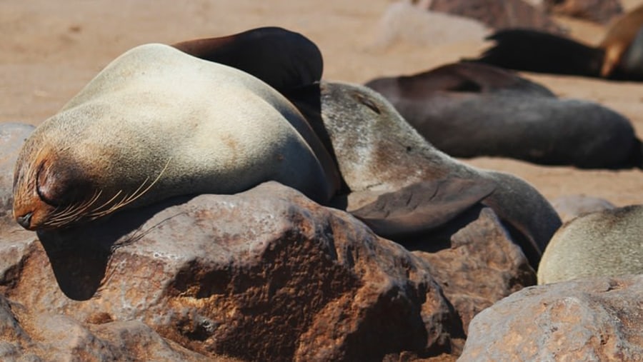 Seals at Cape Cross