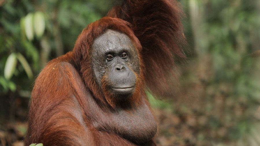 Orangutan, native to Indonesian jungles