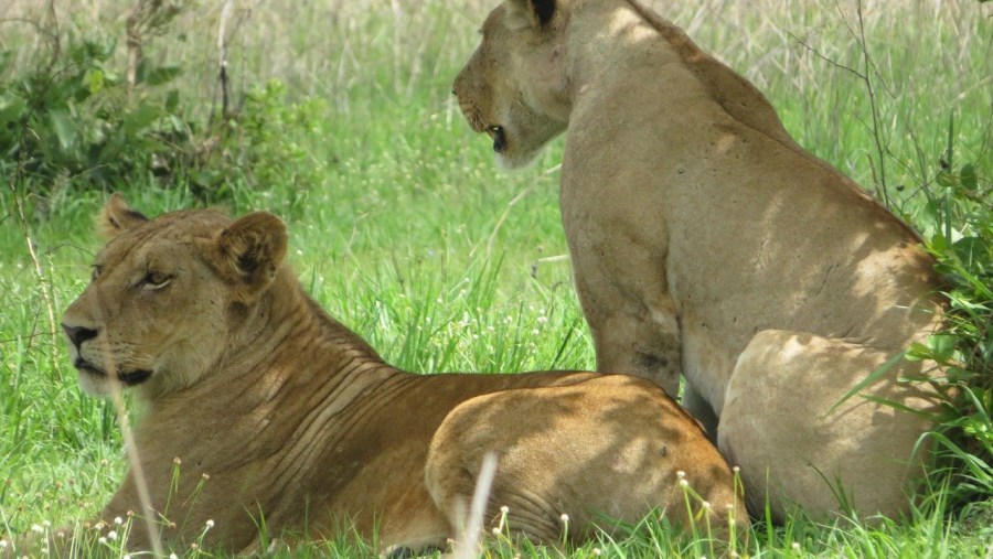 Lions at Mikumi National Park