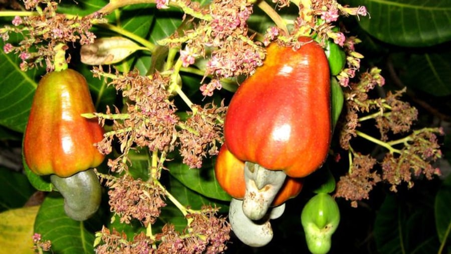 Cashewnut Fruits