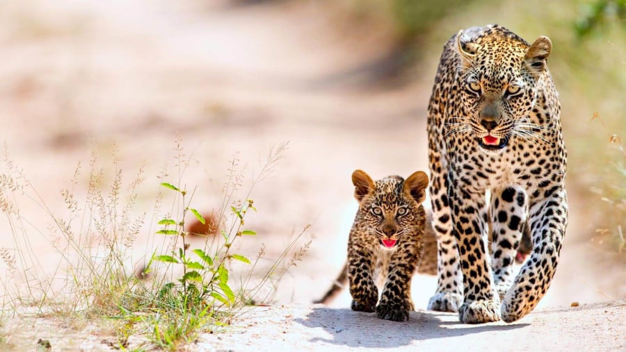 Spot leopards on safari