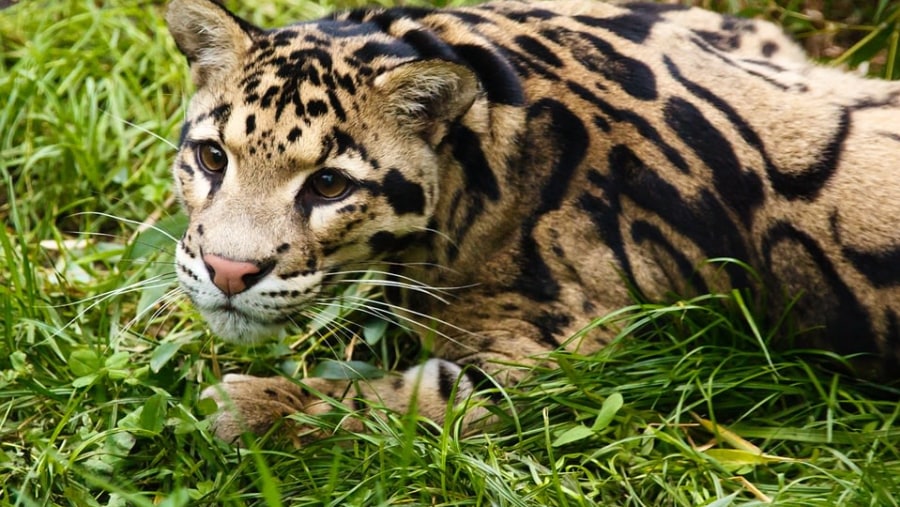 Clouded Leopard