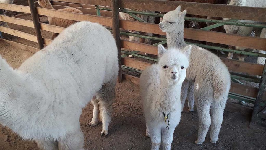 Alpaca wool production in Chile