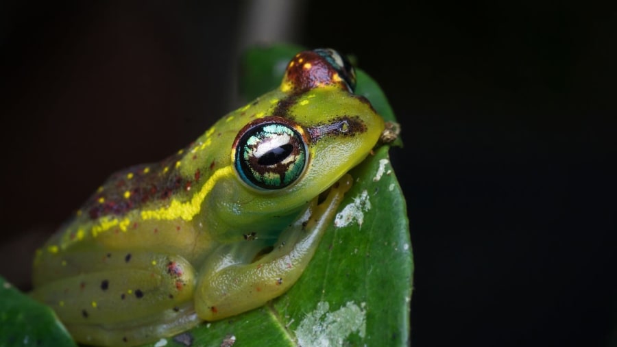 Boophis Rappiodes in Madagascar