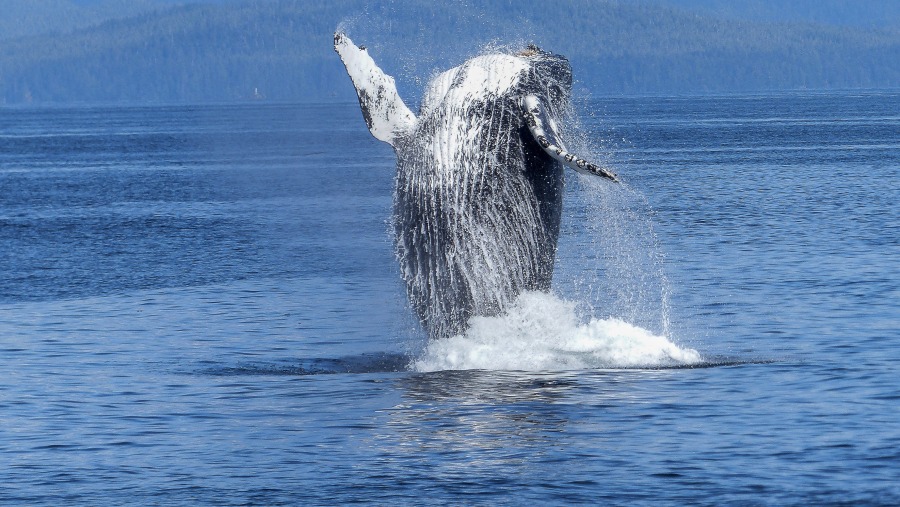 Humpback whale