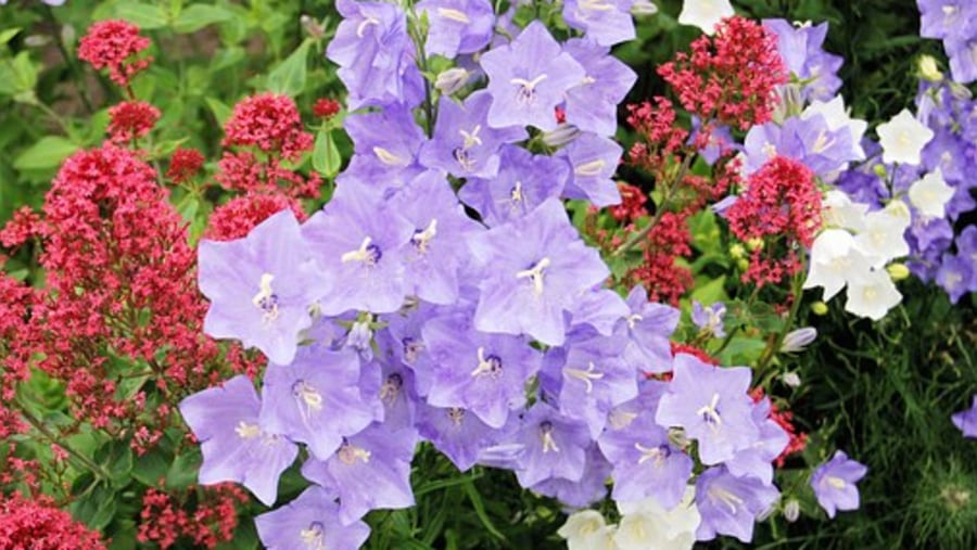 Dazzling Canterbury Bell Flowers