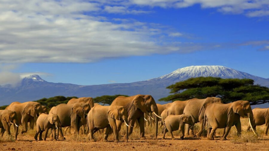 Elephants in Amboseli National Pa