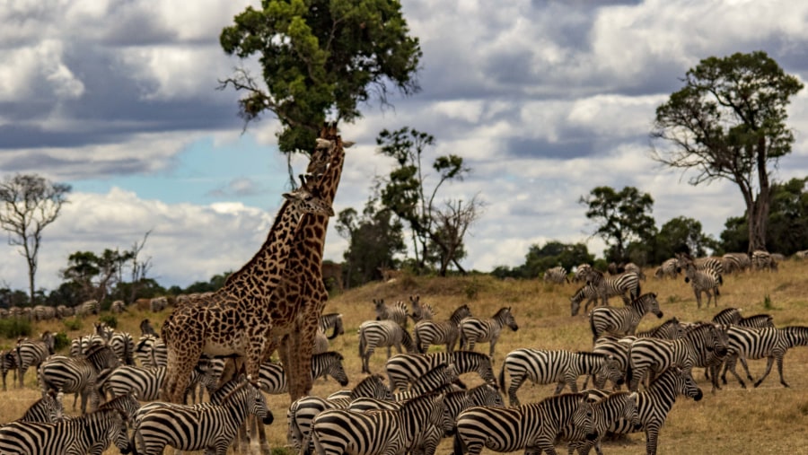 Zebras and Giraffes on your Safari