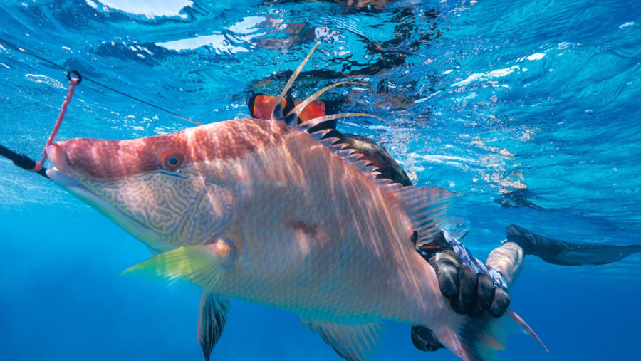 Spearfishing in Cancun