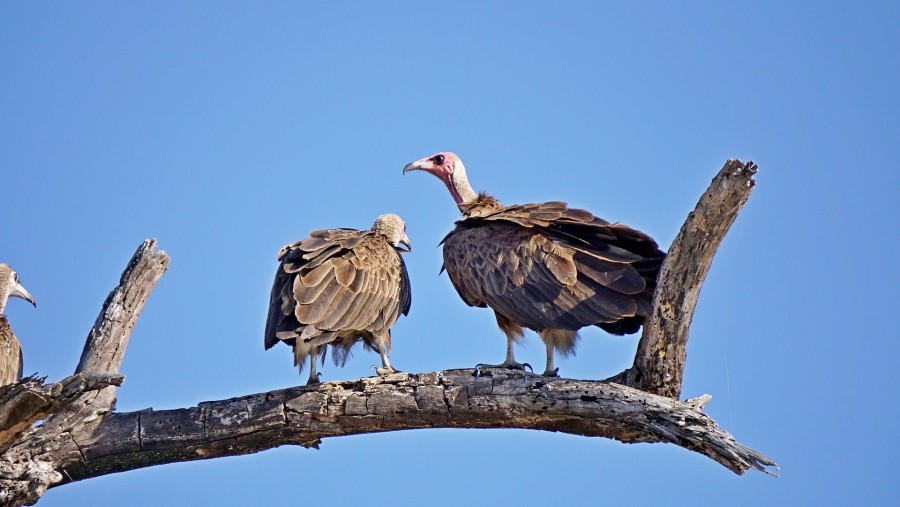 Spot birds in Chobe National Park