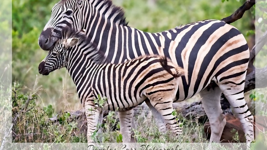 Zebras in Kruger National Park