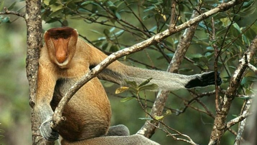 Proboscis monkey