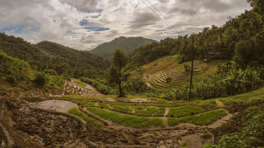 Rice Fields