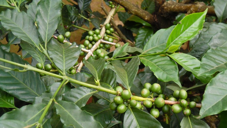 Local Coffee Tour near Materuni Waterfall