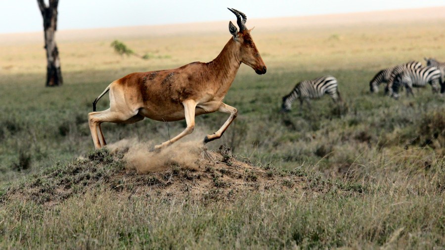 Hartebeest run in serengeti national park