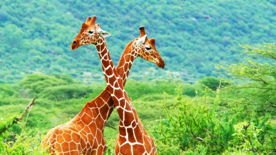 Giraffes in Masai Mara 