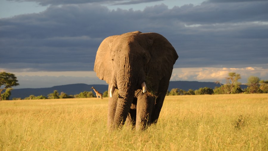 Elephant at Serengeti National Park