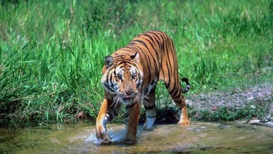 Witness the Royal Bengal Tiger