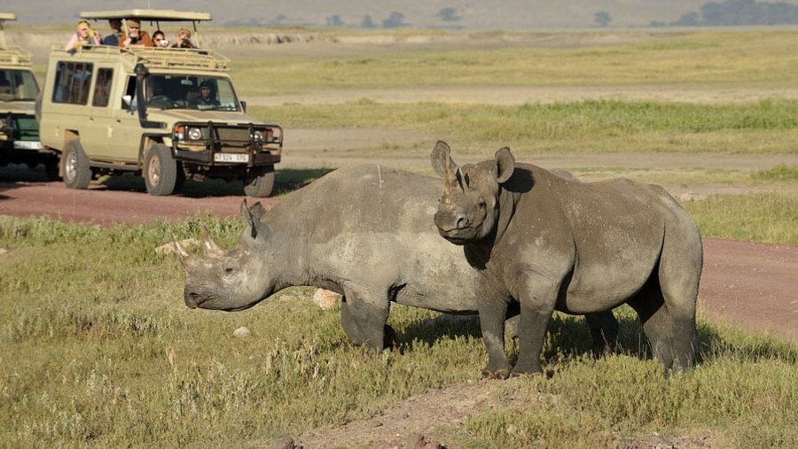 Spot Endangered Rhinos at Ngorongoro