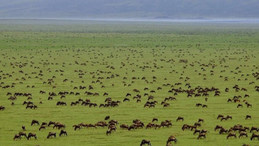 See Herds of Wildebeests in Serengeti