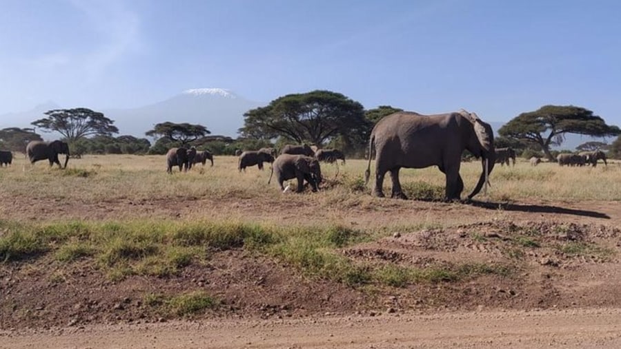 Herd of Elephants in Amboseli