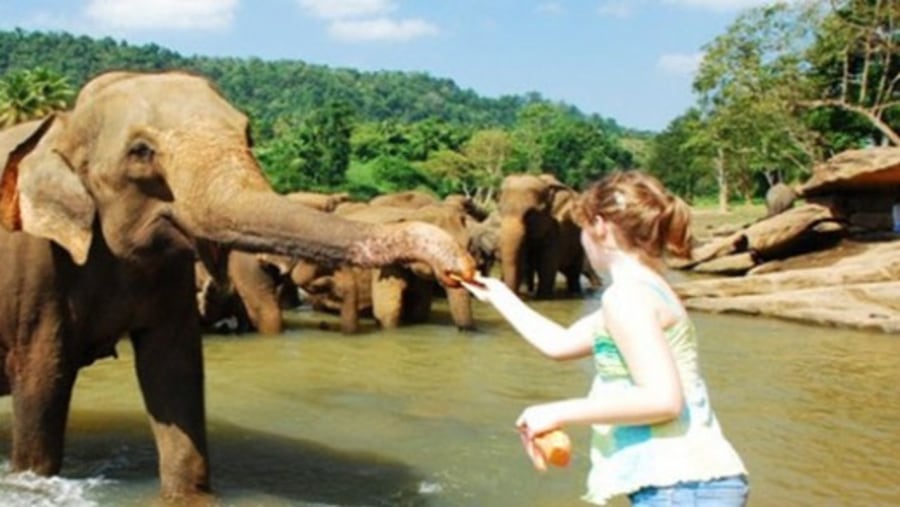 Play with the Elephants