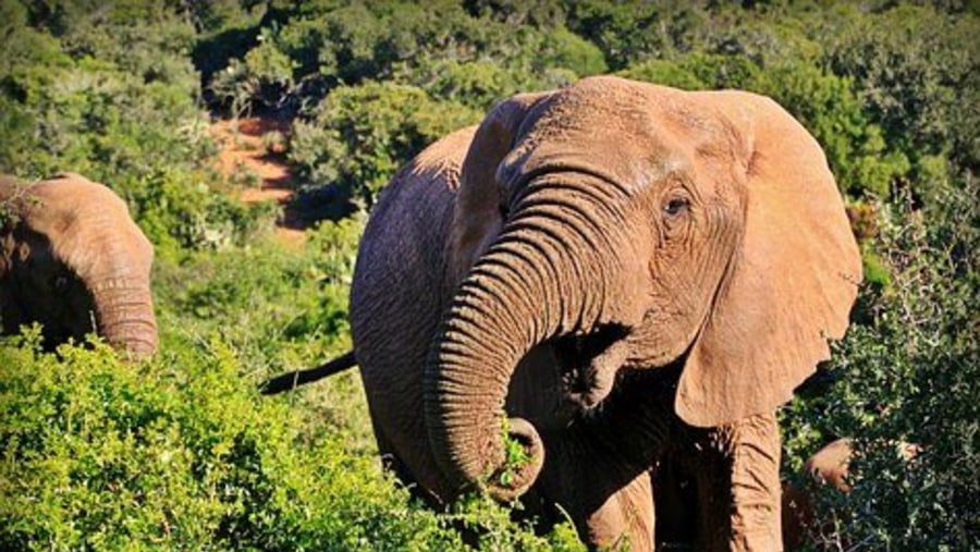 Elephants in Kruger National Prak