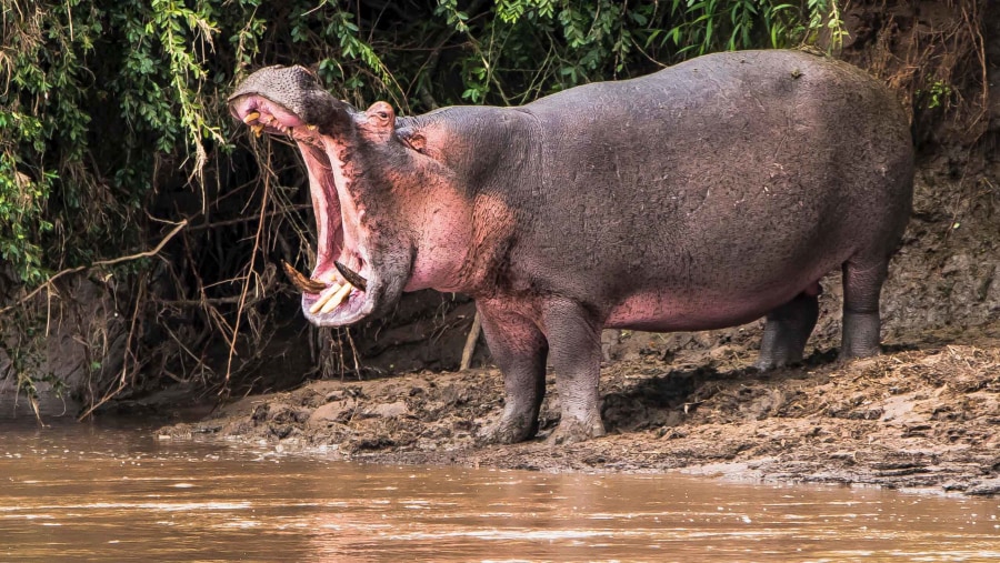 Hippo at Mikumi National Park