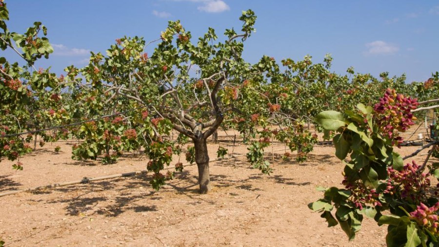 Pistachio Fruit Field