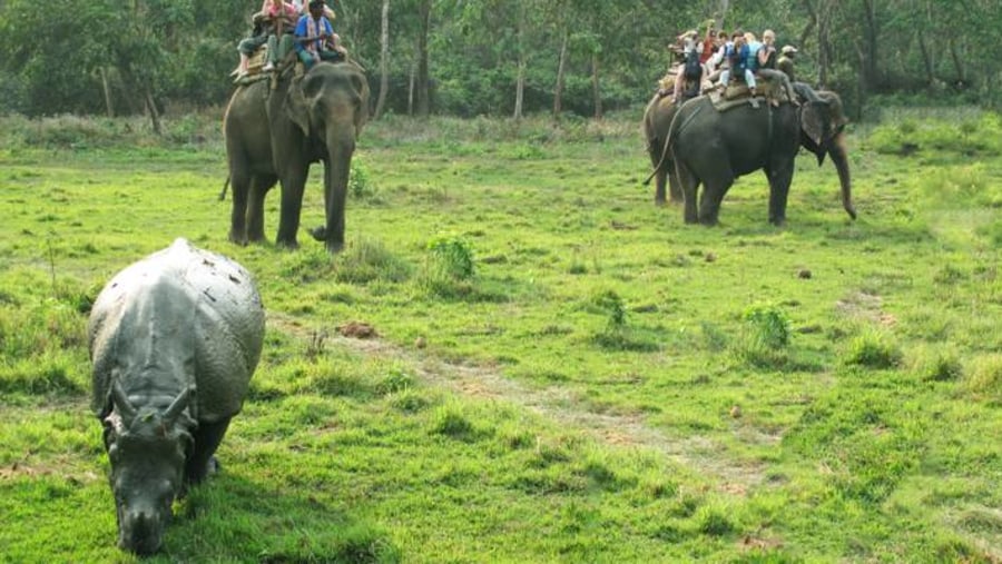 Spot rhino on your elephant ride