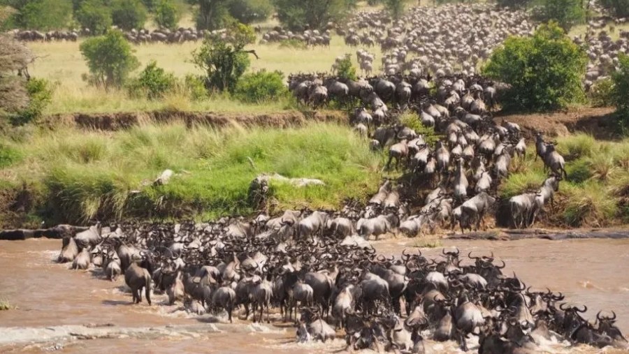 Migration at Mara river