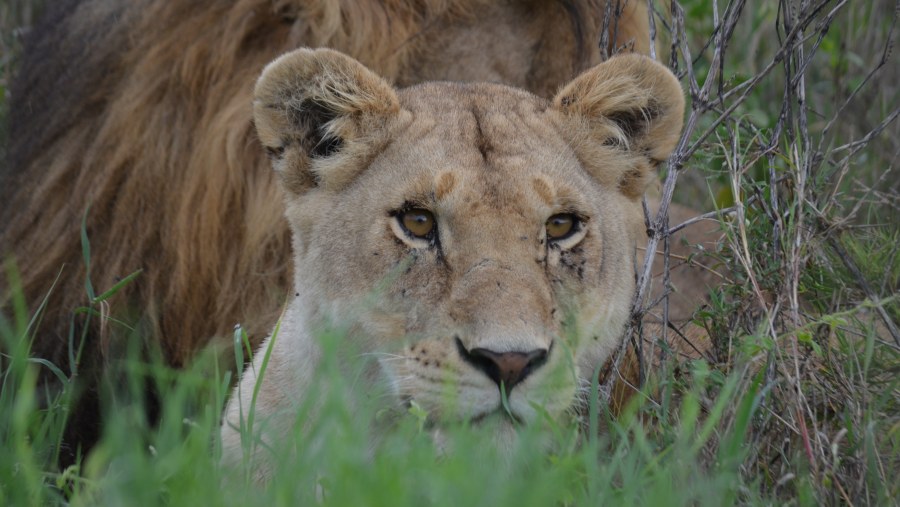African Lioness in Serengeti