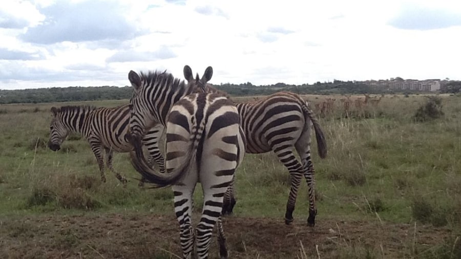 See Zebras in Nairobi National Park