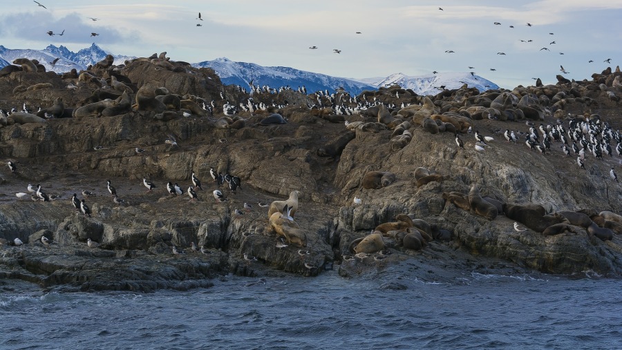 Bird Island Ushuaia Channel