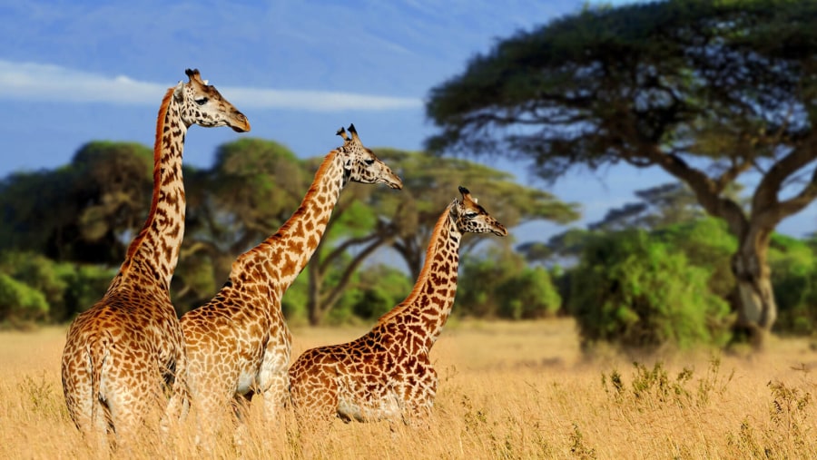 Northern giraffe