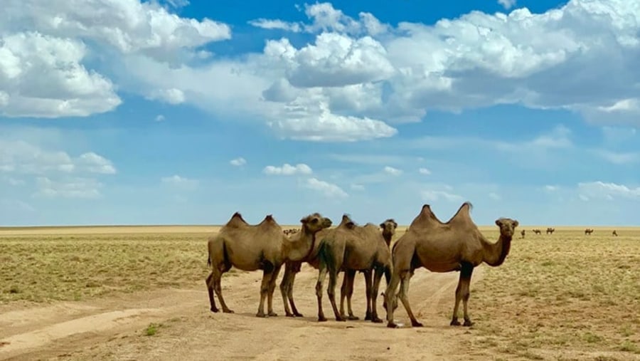 Camels in Gobi Desert